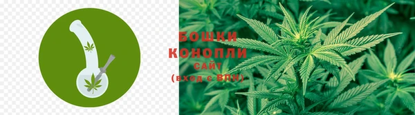 прущие грибы Алзамай