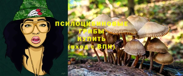 прущие грибы Алзамай
